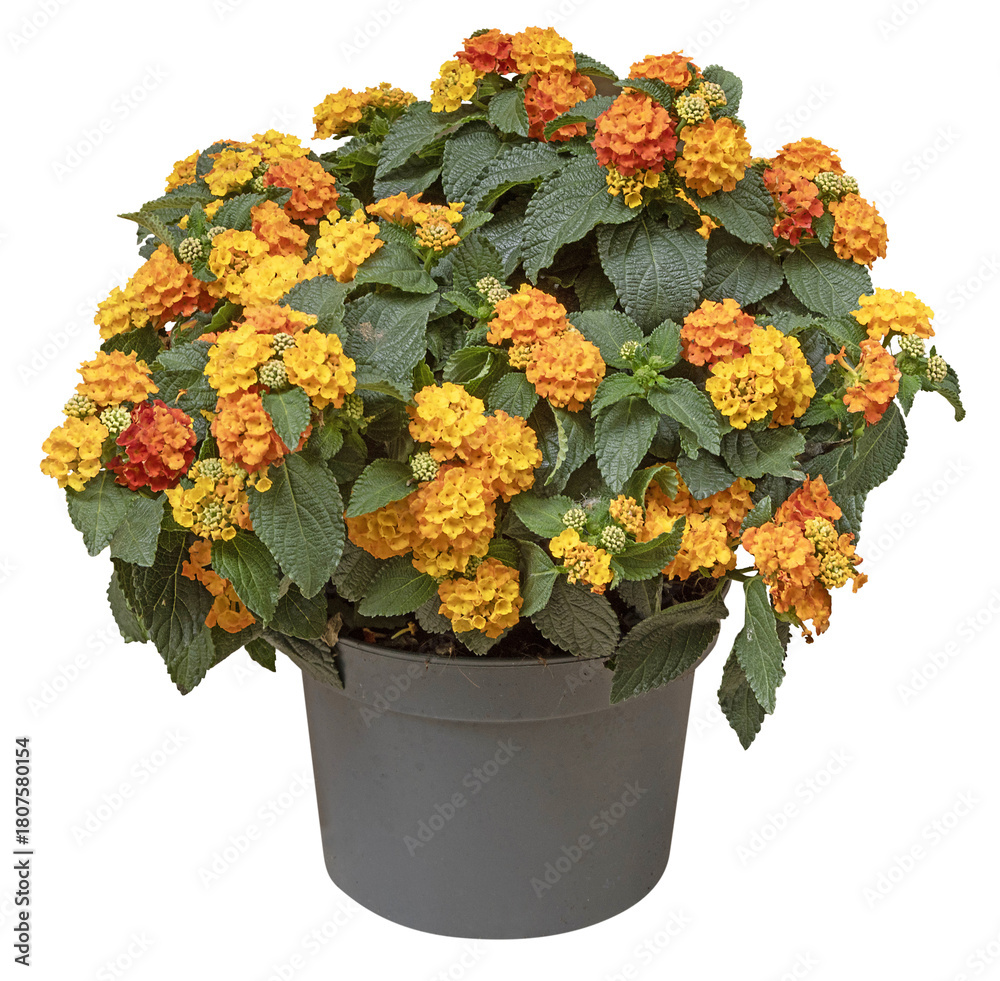 Fototapeta premium Lantana orange et jaune en pot
