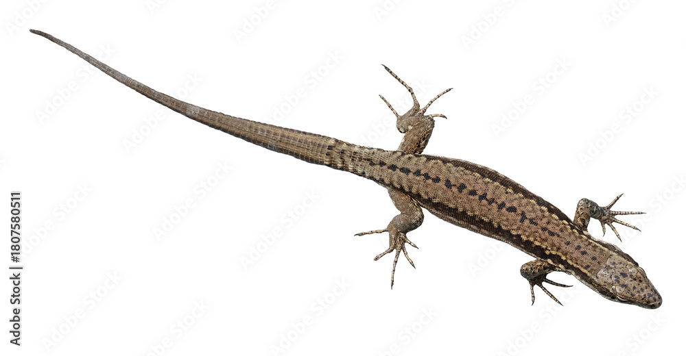 Naklejka premium Lézard des murailles