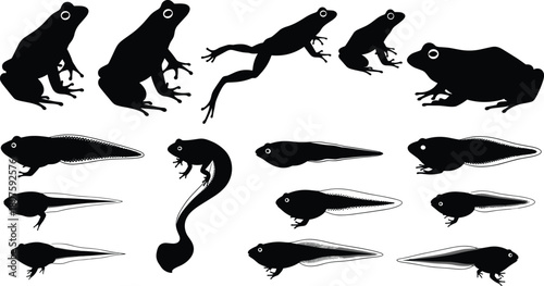 Frog Life Cycle Silhouettes Set Vector Illustration of Tadpoles and Adult Amphibians in Various Stages Isolated on White