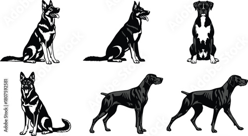 German Shepherd Boxer and Pointer Dog Vector Illustrations Set Isolated on White Background