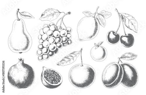 Hand drawn collection of pears, apples, cherries and berries in vintage line sketch.