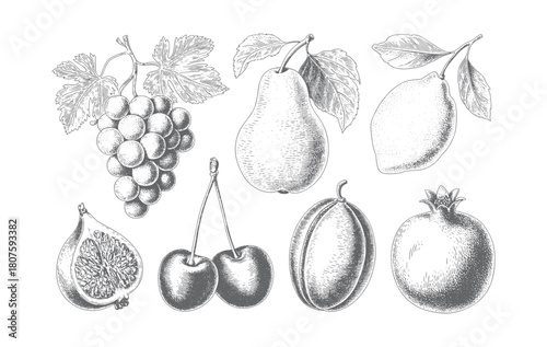 Hand drawn collection of pears, apples, cherries and berries in vintage line sketch.