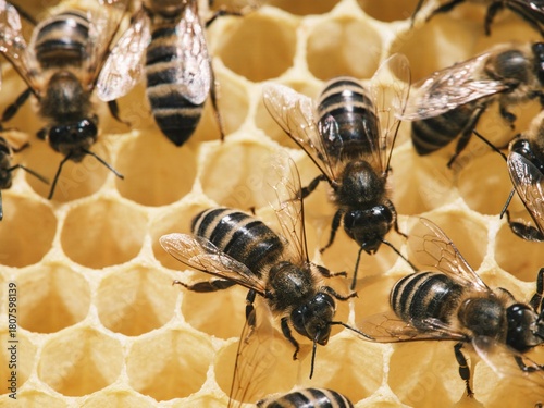 Bees are buzzing around their hive, diligently working on honeycomb cells. Each bee adds to the golden sweetness, showcasing teamwork in nature's wonder