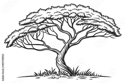 Black and White Drawing of a Twisted Acacia Tree savanna