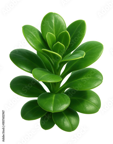 Perennial plant featuring thick, fleshy leaves and a succulent look.