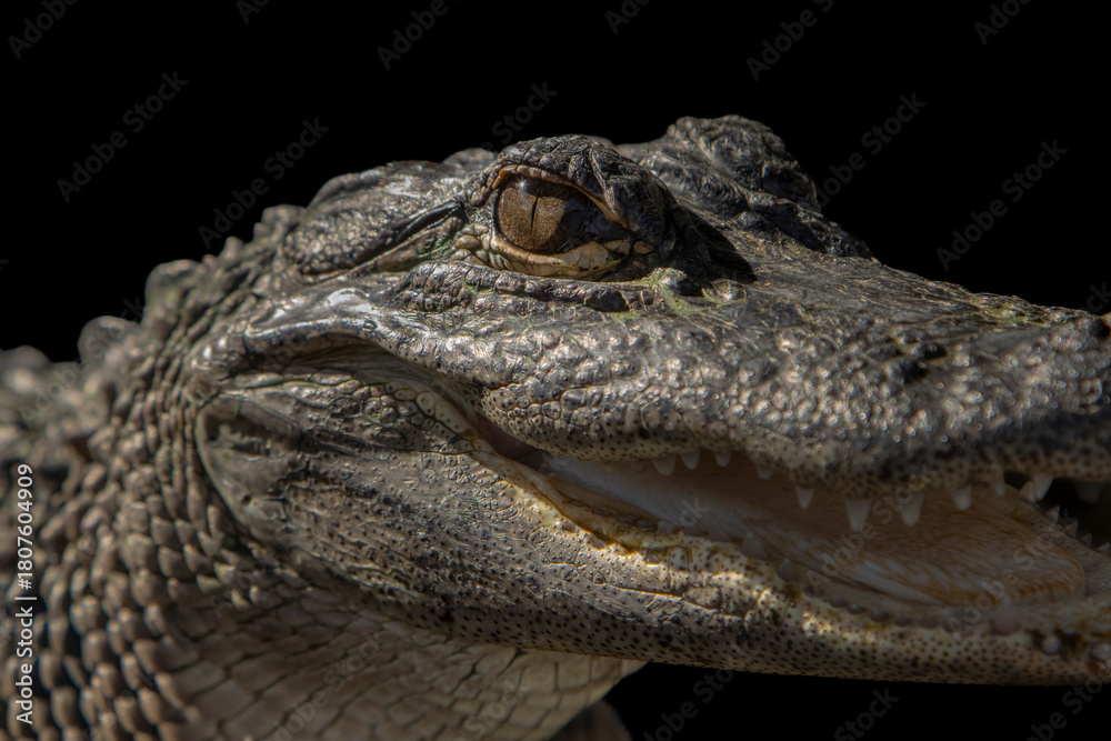 Fototapeta premium Close up image of a baby alligator face with emphasis on its eye against a black background