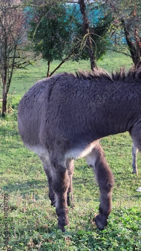 donkey in the meadow