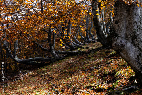 Fotografi Autumnal beech forest with trees curved due to soil creep, Bosco dei Faggi Torti