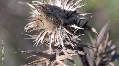 Close-up view of dried thistle plants in focus
