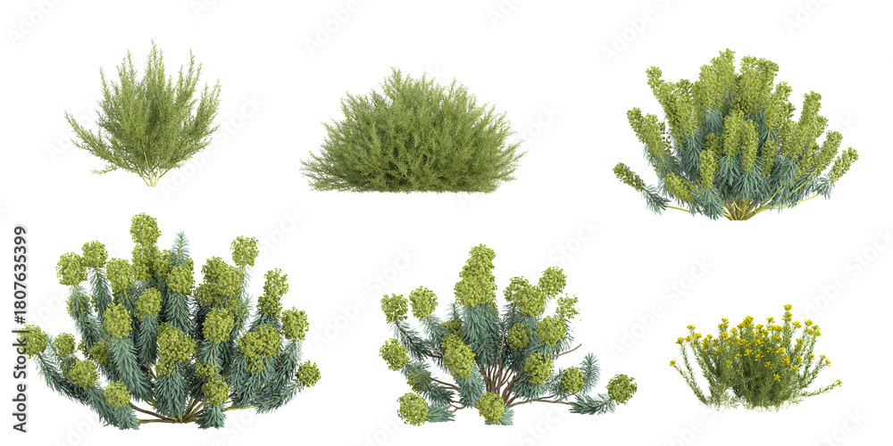 Fototapeta premium Collection of Genista,Euphorbia plants on transparent background