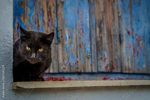 Fototapeta Naklejka Na Ścianę i Meble -  Black cat by rustic blue shutters