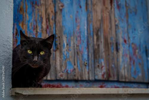 Fototapeta Naklejka Na Ścianę i Meble -  Black cat by rustic blue shutters