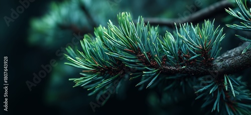 Close-up View of Green Pine Tree Branches With Soft Needles in Natural Setting