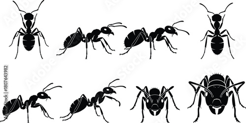 Ant Silhouette Vector Set – Diverse Poses and Views for Entomology, Anatomy Study, Educational Graphics, and Insect Identification Use