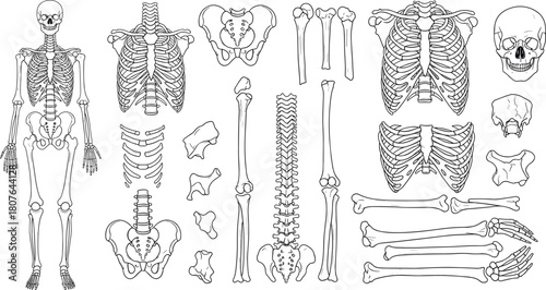 Human skeleton anatomy vector showing full body and individual bones for medical, educational, and biological illustration purposes.