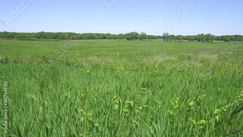 Tall prairie grass blowing in the wind. Tallgrass prairie.  Homestead National Historical Park near Beatrice, Nebraska. 