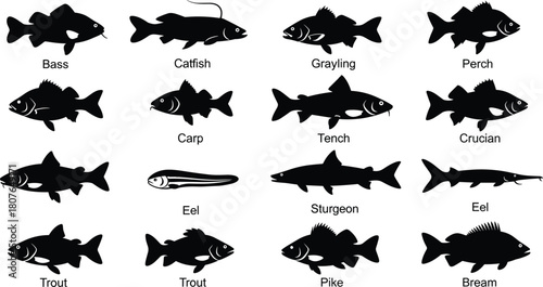 Silhouettes of freshwater fish species including trout, bass, catfish, and pike arranged in educational vector grid format.
