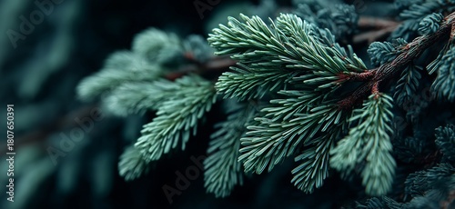 Close-up View of Green Pine Tree Branches With Soft Needles in Natural Setting