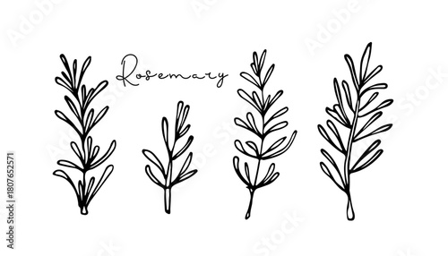 Fresh rosemary, hand drawn doodle sketch. Herb plants for cooking and flavor. Healthy diet, vegetarian food. Flat vector organic vegetable. Culinary spices for cafe menu, banner, emblem, sticker. 
