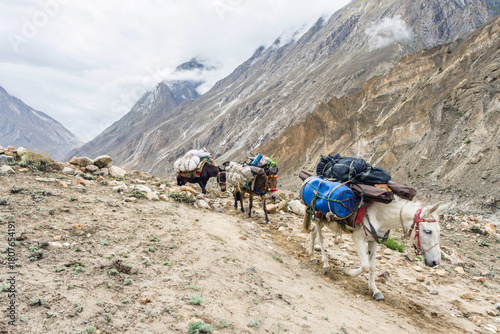 Mules transporting loads on the K2 Base Camp trek, Karakoram, Pakistan