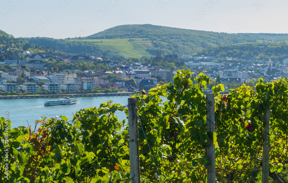 Fototapeta premium Reben vor Blick auf Rhein mit Schiff Ausflugsschiff