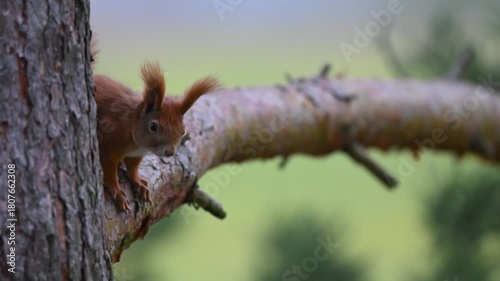 Shy Eurasian Red Squirrel Peeking from Behind Tree Trunk