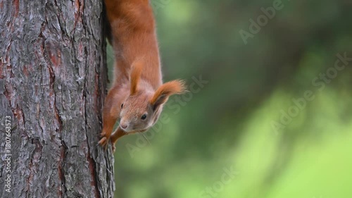 Red Squirrel Descending Pine Tree with Natural Scratching Sounds