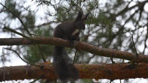 Agitated Dark Morph Red Squirrel Stomping on Branch