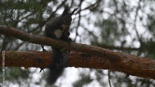 Black Squirrel Signaling with Agitated Tail Wagging