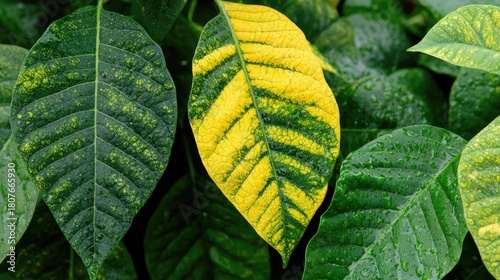 Close up view highlights vibrant yellow and green patterned foliage showing signs of variegation and moisture