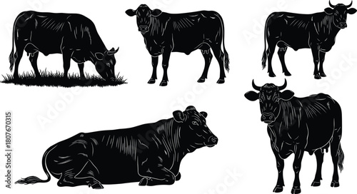 Cow silhouette collection featuring grazing, standing and resting cattle, farm livestock illustrations for agriculture, dairy industry, ranch design and animal artwork