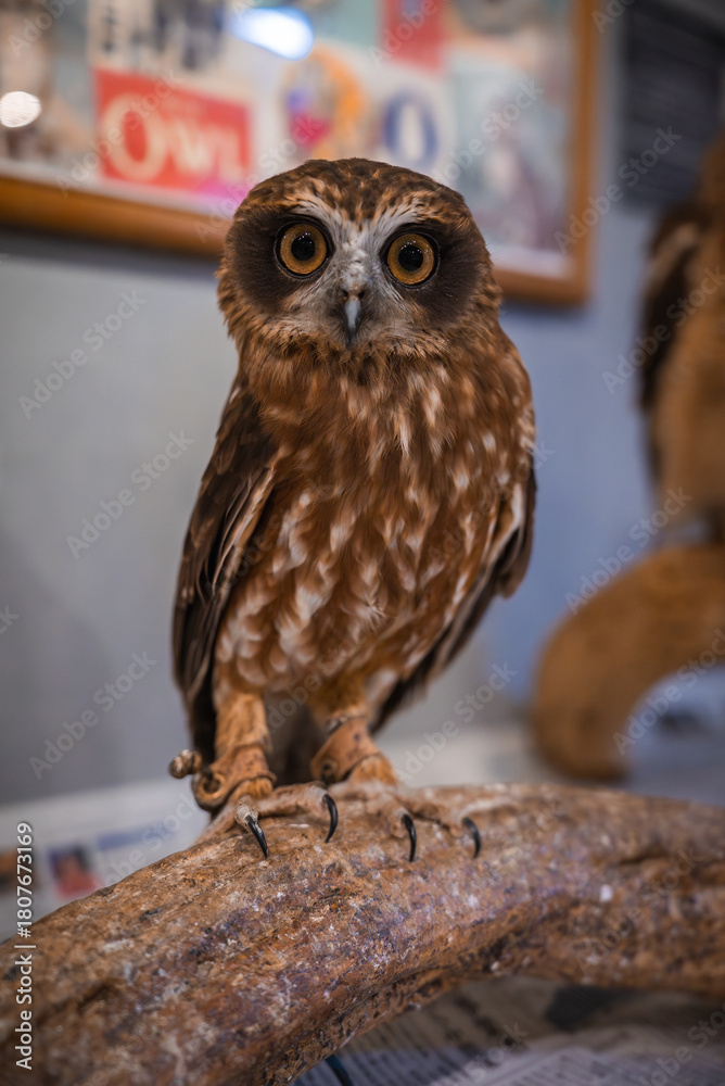Fototapeta premium A small brown owl with vivid yellow eyes perches on a textured branch indoors in Hiroshima, facing the viewer with a leg band visible and posters on the wall.