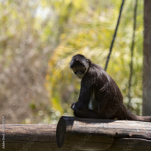 The life of animals that live in a zoo