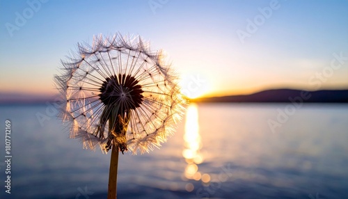 Löwenzahn Pusteblume im Sonnenuntergang