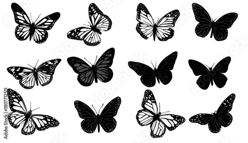 Collection of twelve black and white butterfly illustrations and silhouettes.