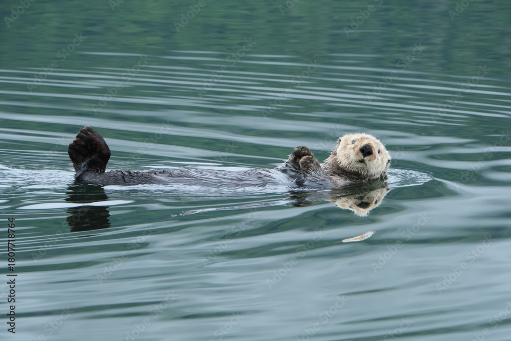 Fototapeta premium Cute sea otter floating by in Southeast Alaska