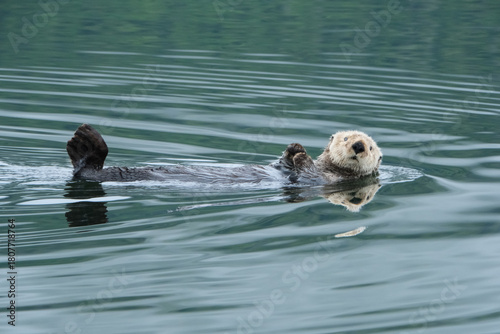 Cute sea otter floating by in Southeast Alaska