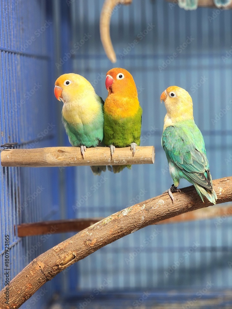 Obraz premium two parrots on a branch