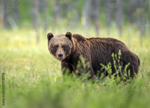 Fototapeta Naklejka Na Ścianę i Meble -  Wild brown bear ( Ursus arctos )