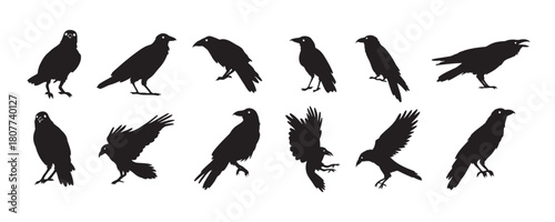 Crow isolated black silhouette set. Crows, raven halloween Dark birds icon clipart