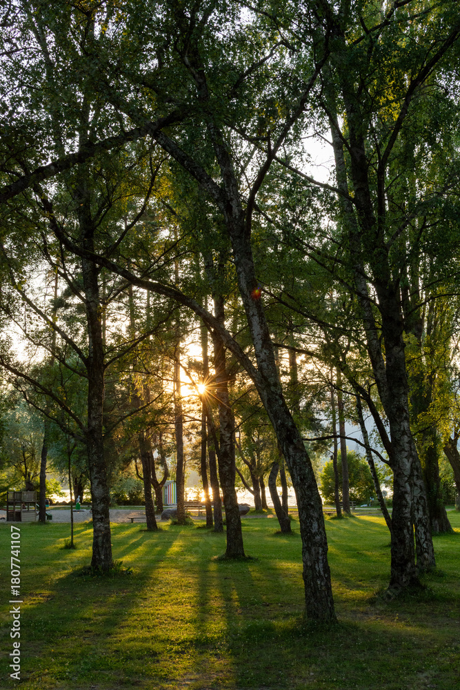 Obraz premium Rayons de soleil à travers les arbres dans un parc au bord du lac