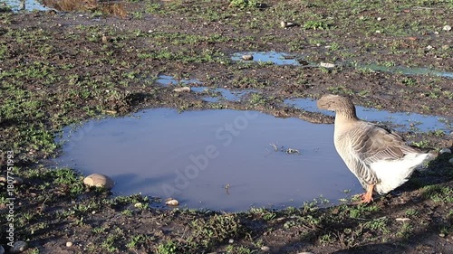 Goose in the water