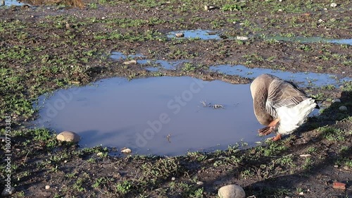 Goose in the pond