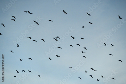 Photography Flock of birds in flight