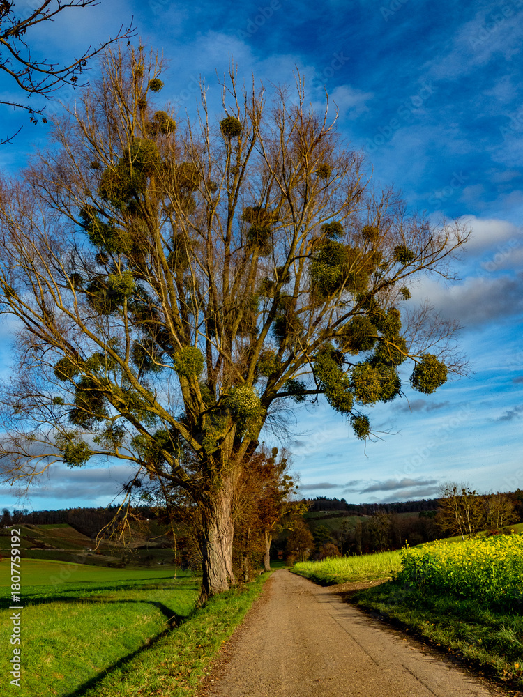 Fototapeta premium Baum mit vielen Misteln im Spätherbst