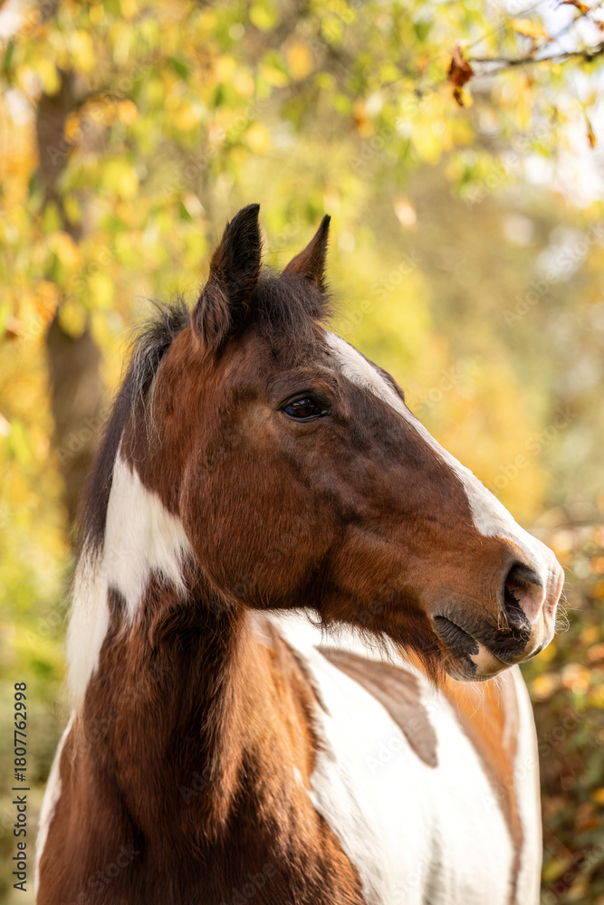 Obraz premium Senior pinto gelding with brown and white coat standing outdoors in soft autumn light