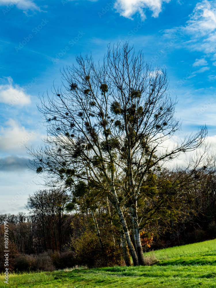 Obraz premium Baum mit vielen Misteln im Spätherbst
