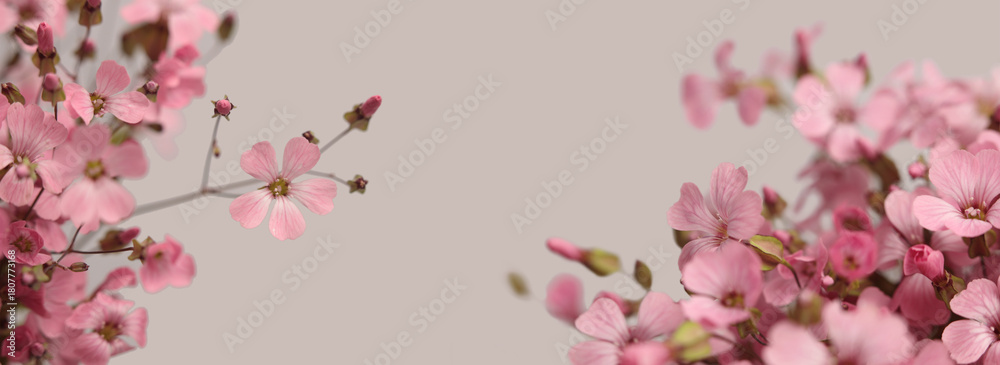 Obraz premium Smoke close-up selective soft focus pink beige Gypsophila, Vaccaria Flower bouquet. Natural art blur background.