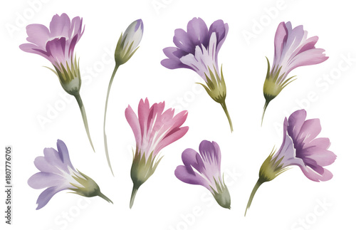 Morning glory petals illustrated in pastel watercolor.

