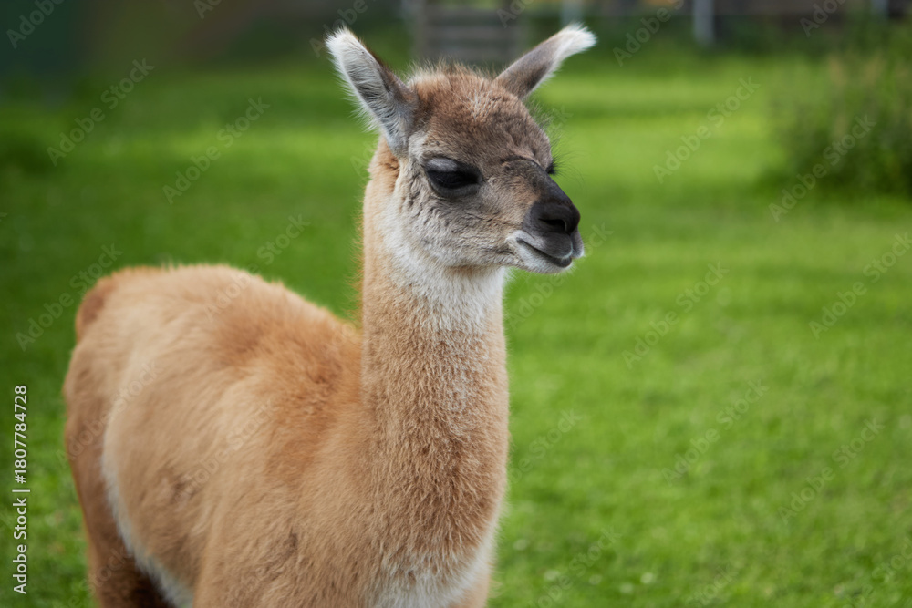 Obraz premium Baby guanaco, a relative of the llama found in South America